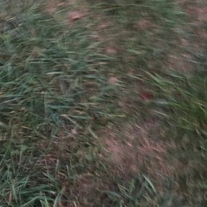 Meet your Posher, Annabelle